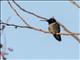 Black-chinned Hummingbird (Archilochus alexandri)