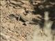 Common Sagebrush Lizard (Sceloporus graciosus)