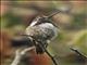 Costas Hummingbird (Calypte costae)