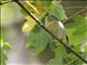 Virginias Warbler (Leiothlypis virginiae)