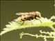 Hornet Mimic Hover Fly (Volucella zonaria)