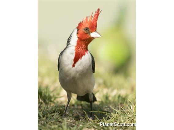 Red-crested Cardinal (Paroaria coronata)