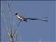 Fork-tailed Flycatcher (Tyrannus savana)