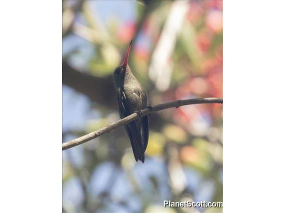 Gilded Hummingbird (Hylocharis chrysura)
