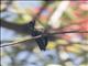 Gilded Hummingbird (Hylocharis chrysura) - Male