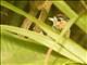 Ochre-collared Piculet (Picumnus temminckii)