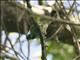 Green-headed Tanager (Tangara seledon)