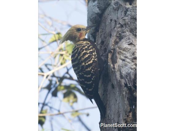 Blond-crested Woodpecker (Celeus flavescens) - Male