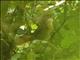 White-eyed Foliage-gleaner (Automolus leucophthalmus)