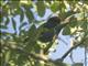 Swallow-tailed Manakin (Chiroxiphia caudata)