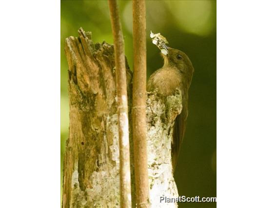 Plain-winged Woodcreeper (Dendrocincla turdina)