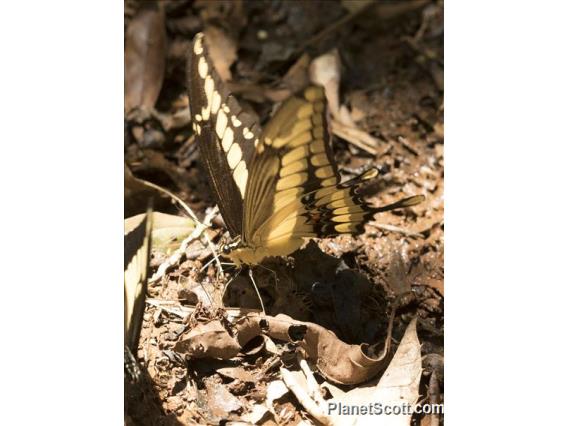 Thoas Swallowtail(Papilio thoas)