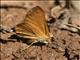 Metalmark Butterfly (Emesis ssp)
