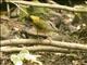 Riverbank Warbler (Myiothlypis  rivularis)