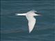 Antarctic Tern (Sterna vittata) - Flying