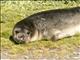 Southern Elephant Seal (Mirounga leonina) - Juvenile