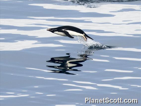 Adelie Penguin (Pygoscelis adeliae) - In Flight