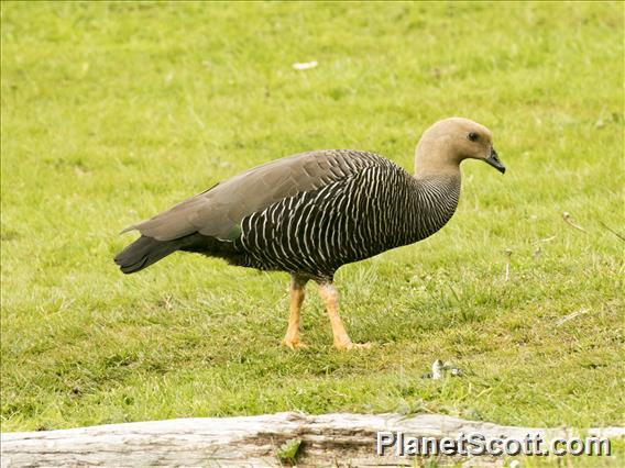 Upland Goose (Chloephaga picta) - Female