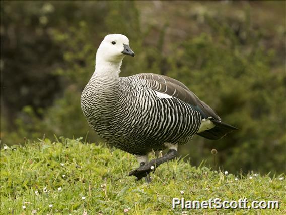 Upland Goose (Chloephaga picta) - Male