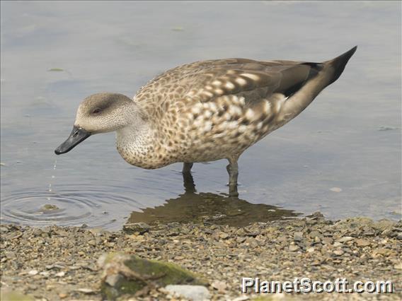 Crested Duck (Lophonetta  specularioides)
