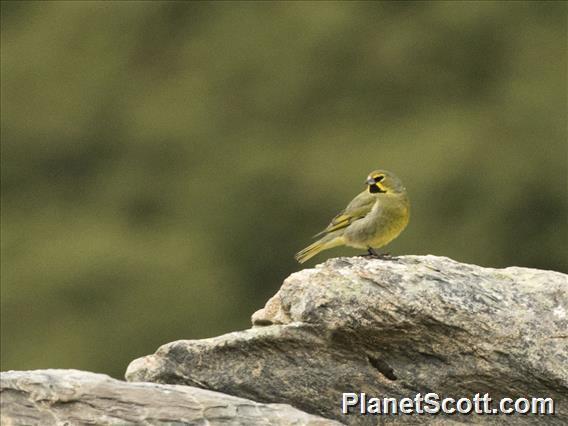 Yellow-bridled Finch (Melanodera xanthogramma) - Male