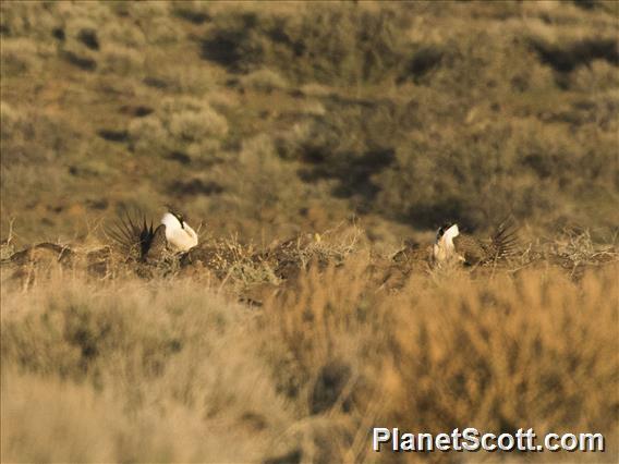 Greater Sage Grouse (Centrocercus urophasianus)