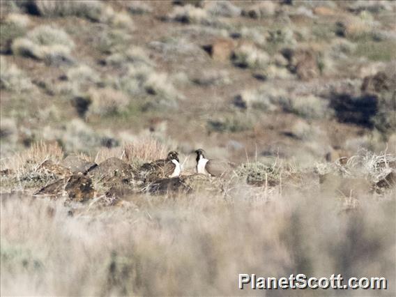 Greater Sage Grouse (Centrocercus urophasianus) - Female