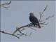 Peales Imperial-Pigeon (Ducula latrans)