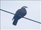 Metallic Pigeon (Columba vitiensis)