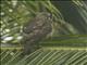 Fiji Goshawk (Accipiter rufitorques)