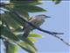 Polynesian Starling (Aplonis tabuensis)