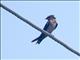 Pacific Swallow (Hirundo tahitica)