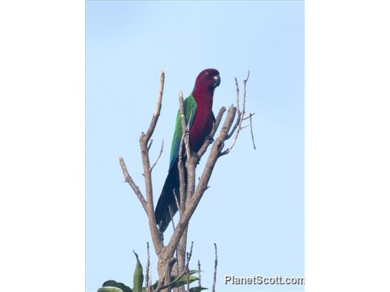 Crimson Shining-Parrot (Prosopeia splendens)