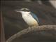 Pacific Kingfisher (Todiramphus sacer) - Kadavu