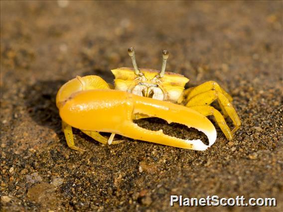 Citrus Fiddler Crab (Austruca citrus)