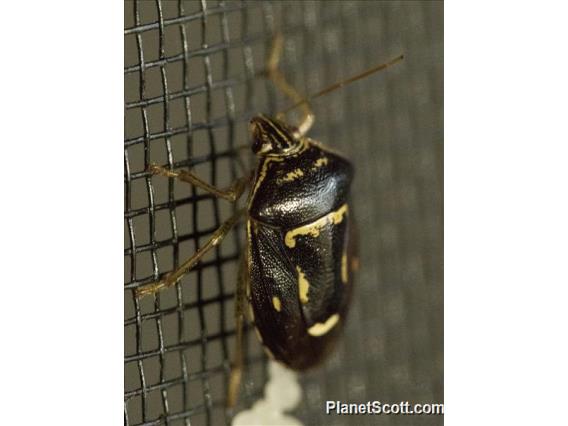 Kadavu Stink Bug (Axiagastus sp)