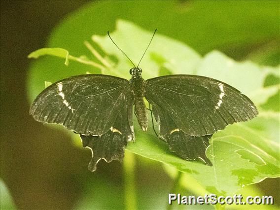 Fiji Swallowtail (Papilio schmeltzi)