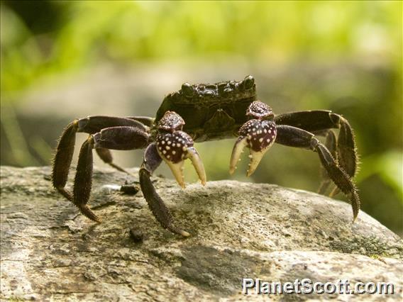 Forest Crab (Sesarmops atrorubens)