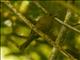 Fiji Shrikebill (Clytorhynchus vitiensis)