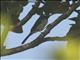 Azure-crested Flycatcher (Myiagra azureocapilla)
