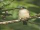 Pacific Kingfisher (Todiramphus sacer)