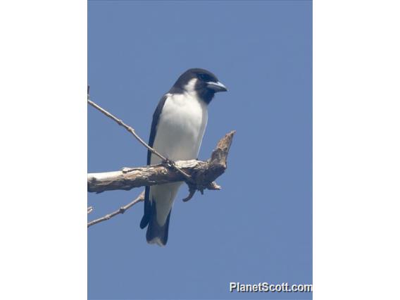 Fiji Woodswallow (Artamus mentalis)