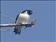 Fiji Woodswallow (Artamus mentalis)