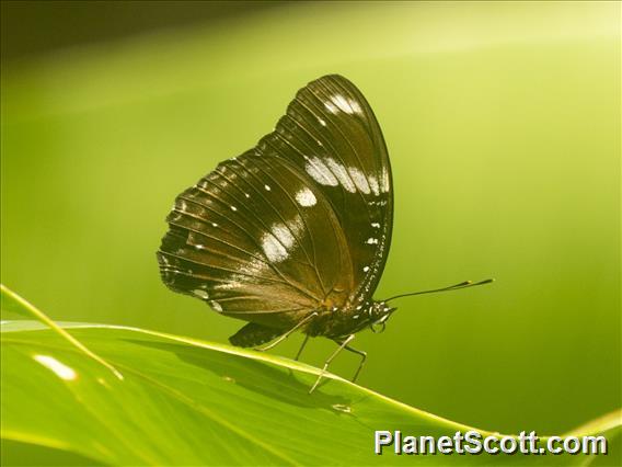 Hypolimnas Butterfly (Hypolimnas bolina)