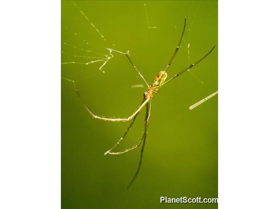 Orb-weaver Spider (Leucauge hebridisiana)