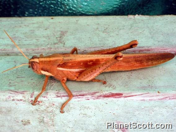 Giant grasshopper