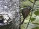 Montane Woodcreeper (Lepidocolaptes lacrymiger)