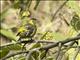 Andean Siskin (Spinus spinescens)
