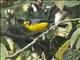 Golden-fronted Redstart (Myioborus ornatus)