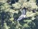 White-tailed Hawk (Geranoaetus albicaudatus)